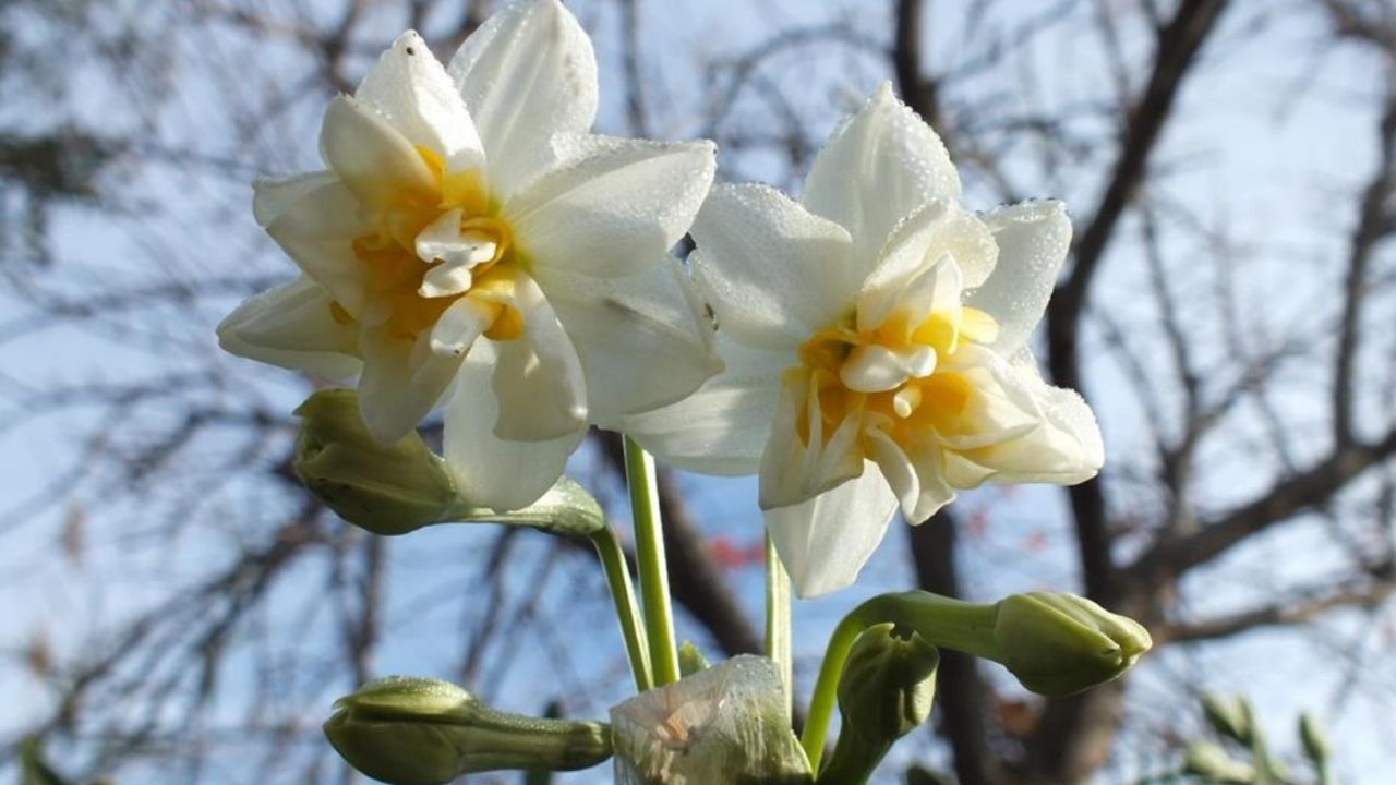 Masrafı Yok, Geliri Çok! Nergis Yetiştiriciliği Çiftçinin Yeni Umudu Oldu